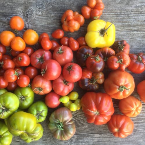 Modern heirloom tomatoes Heirloom tomatoes